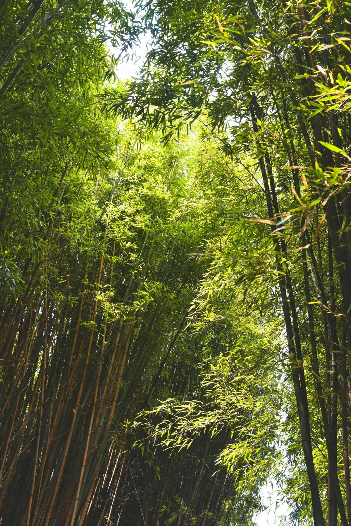 Bamboo forest