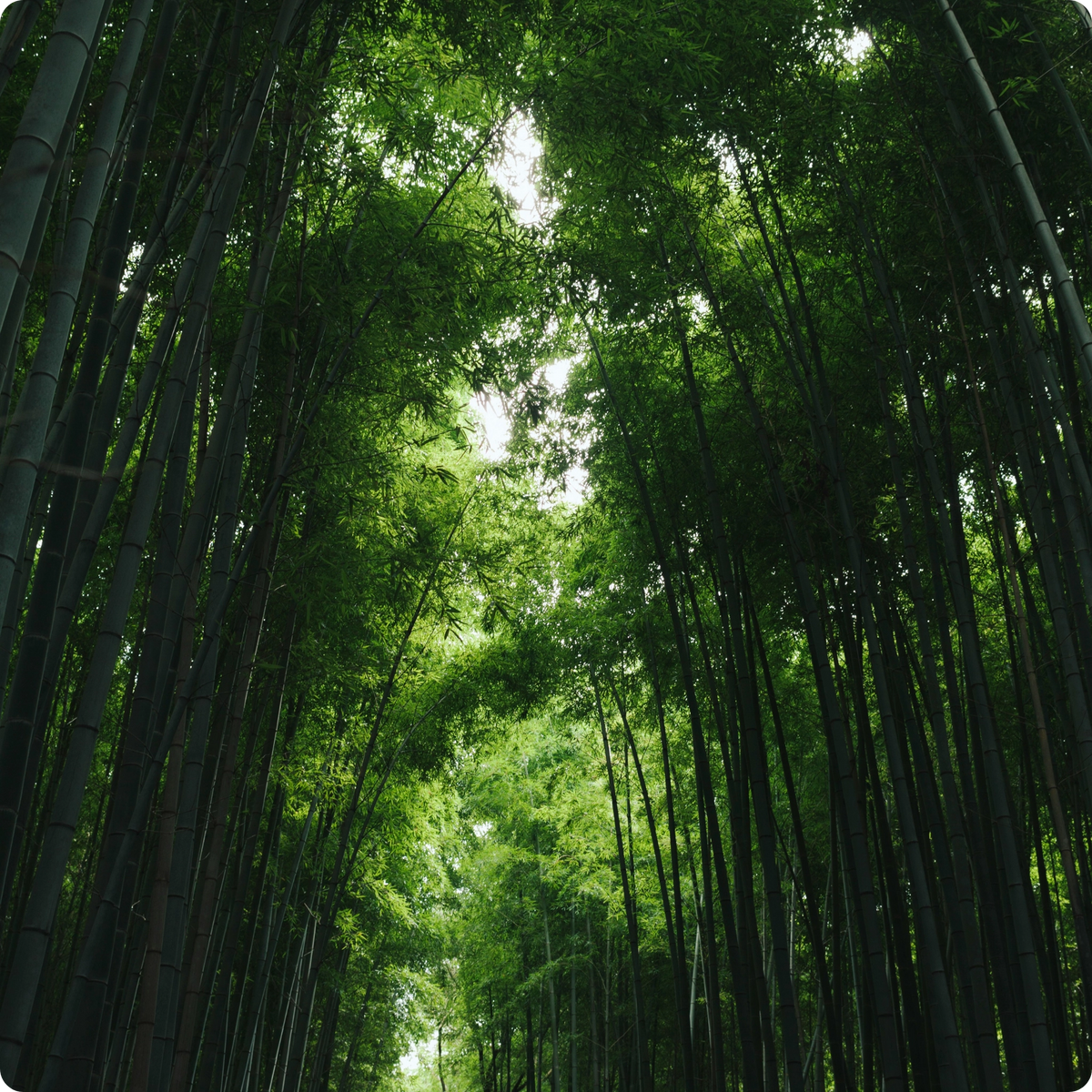 A dense bamboo forest with tall green bamboo stalks arching overhead and sunlight filtering through the canopy.