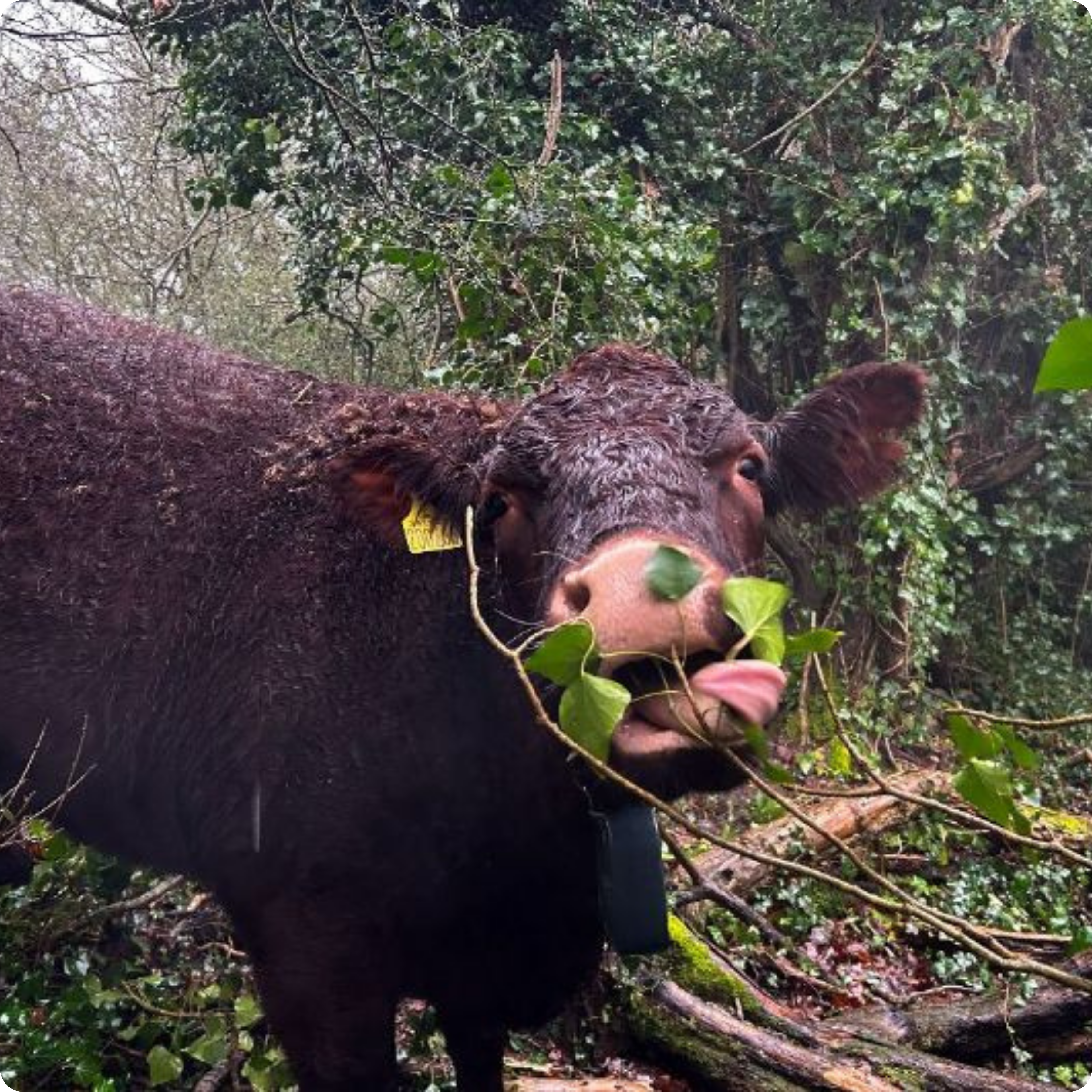 cow eating leaves
