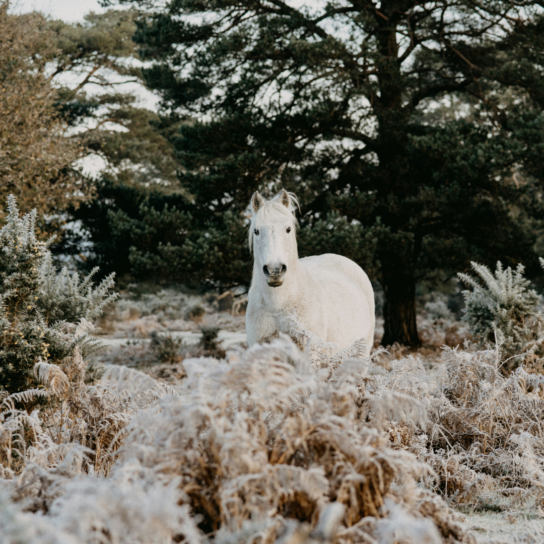 grey horse standing in frosty bracken