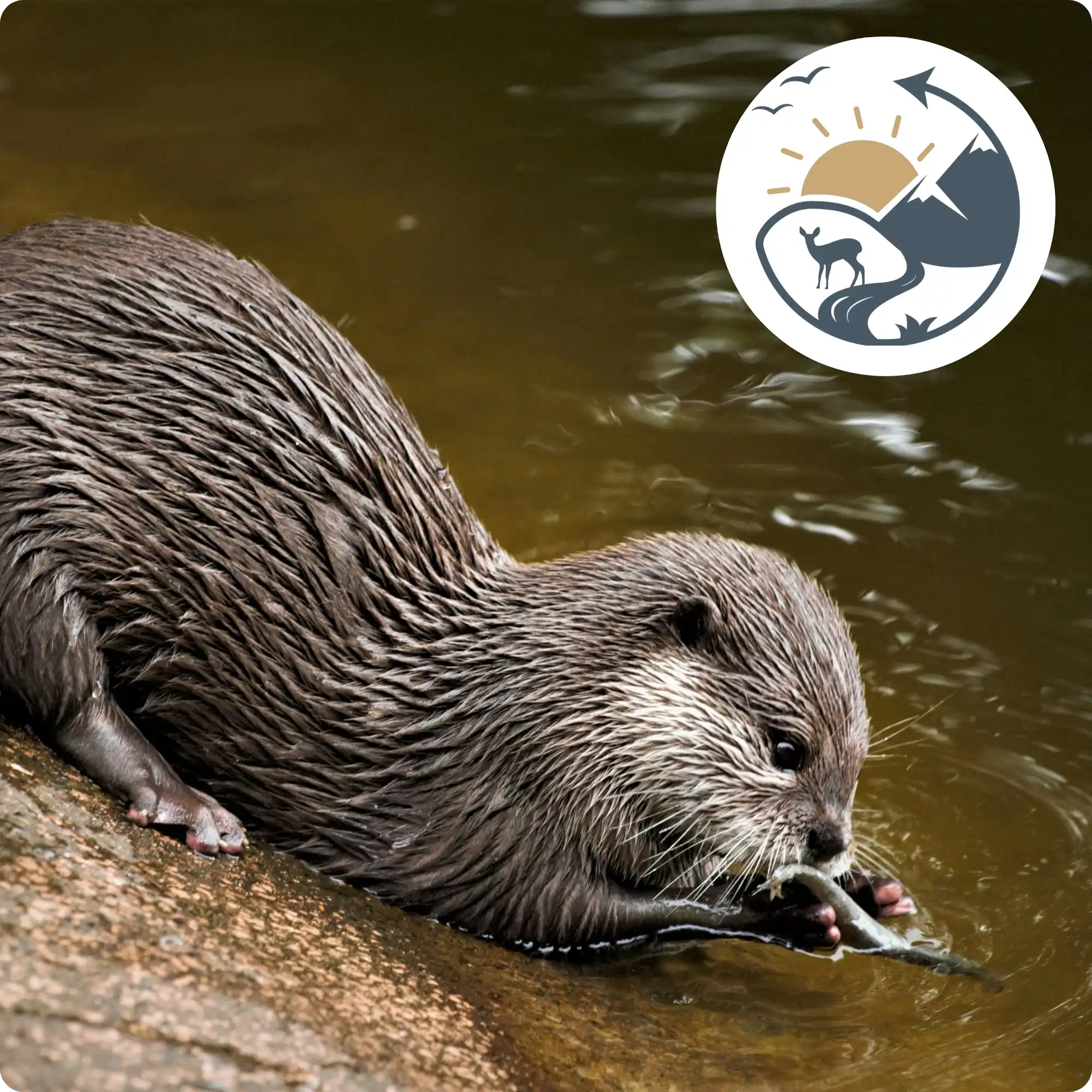 River otter by a rock with water in the background, featuring a logo in the corner.