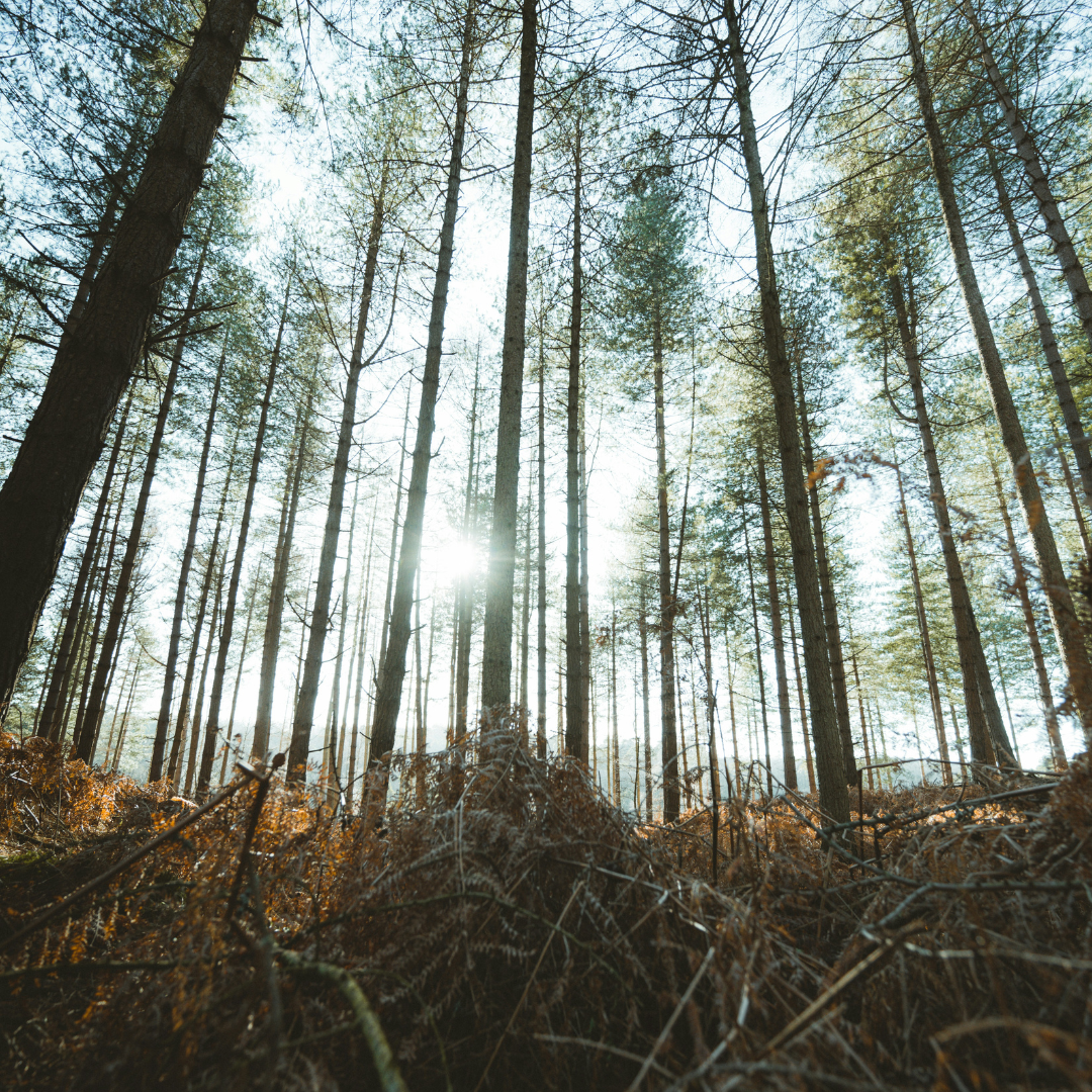 tall pine trees clustered in forest