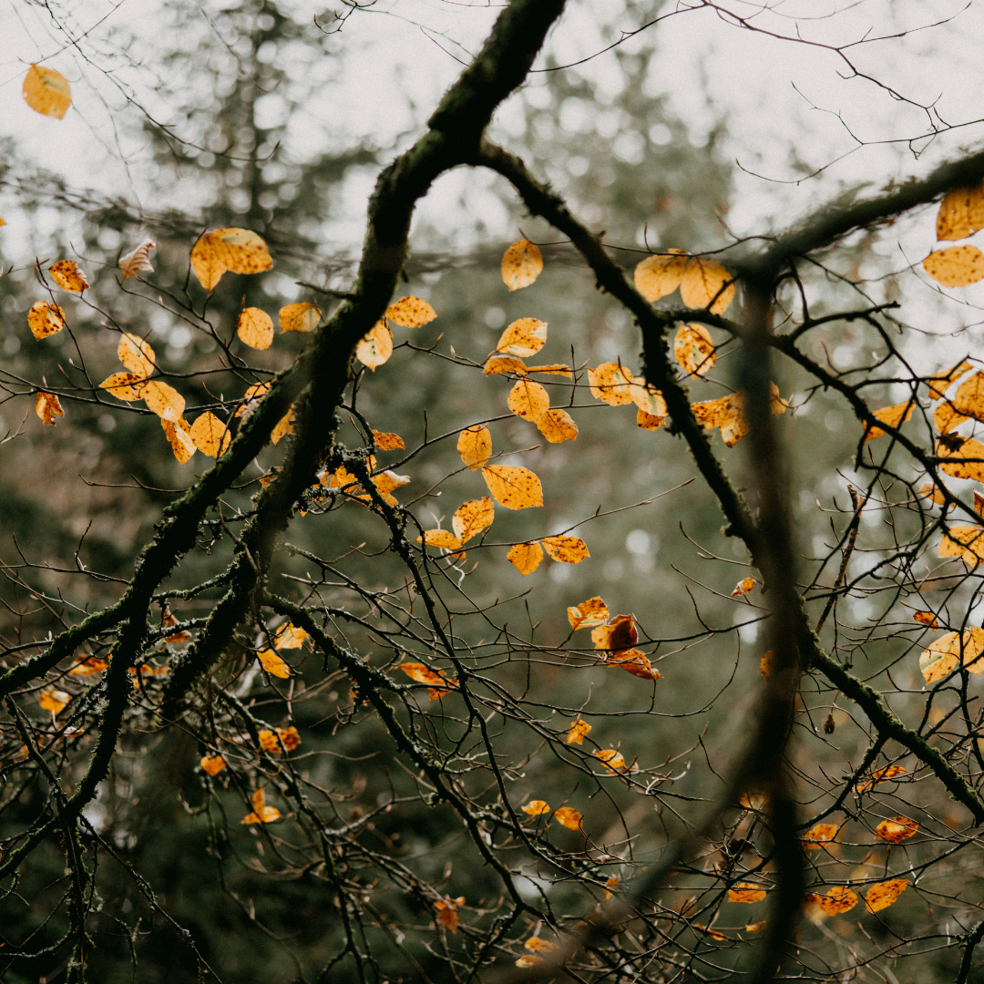 Sun shining through autumnal leaves