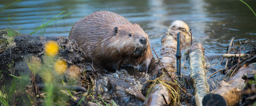 understanding rewilding: perspectives, importance, and responsible practices