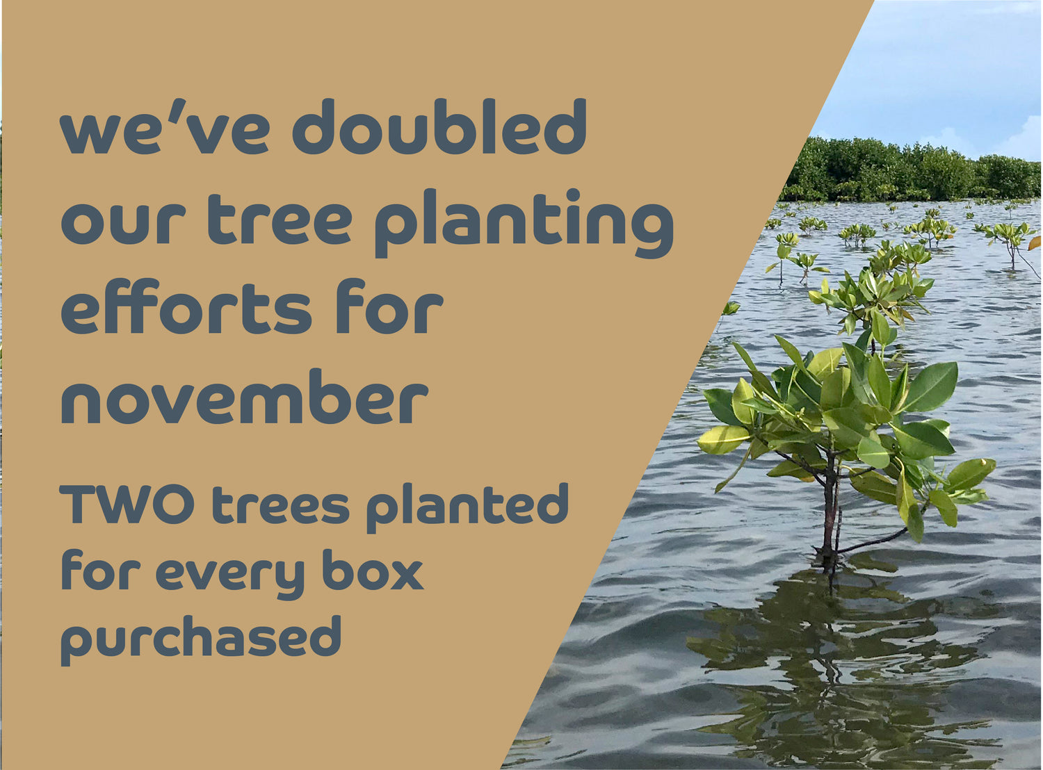 We're on a roll to plant 100,000 trees by the end of the year!