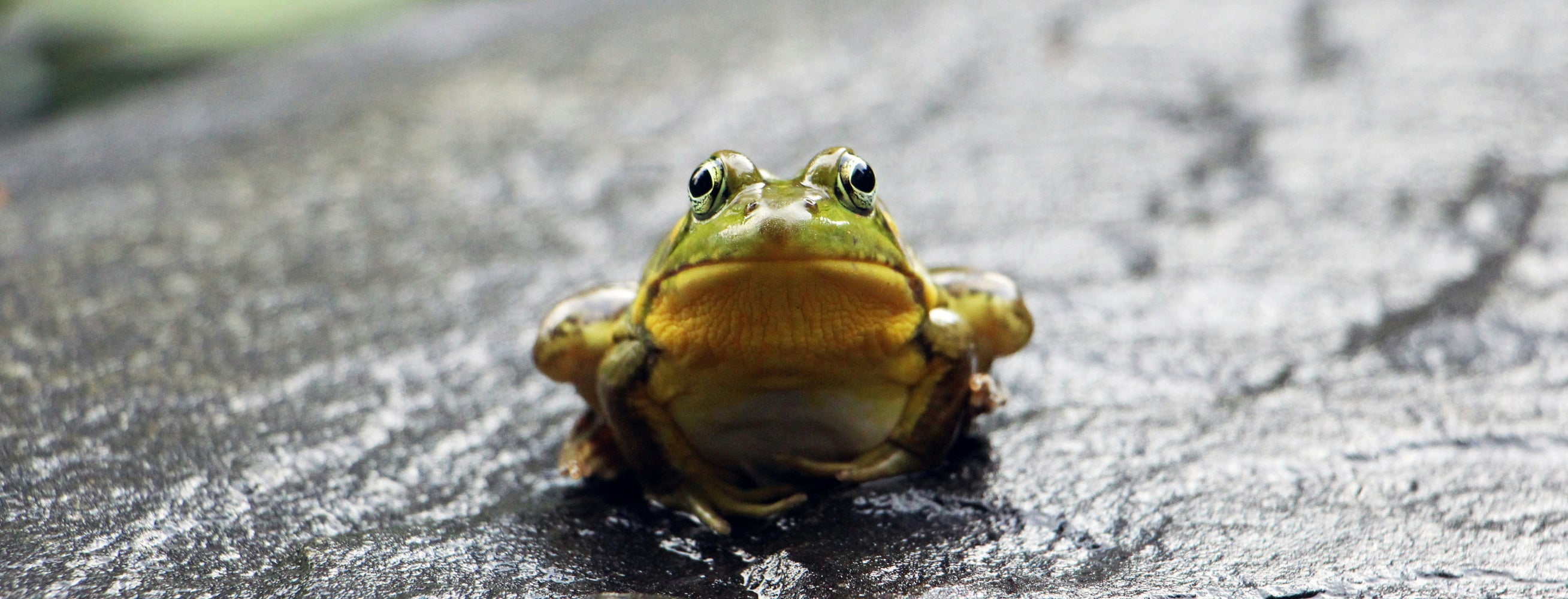 rewild your garden: build a pond