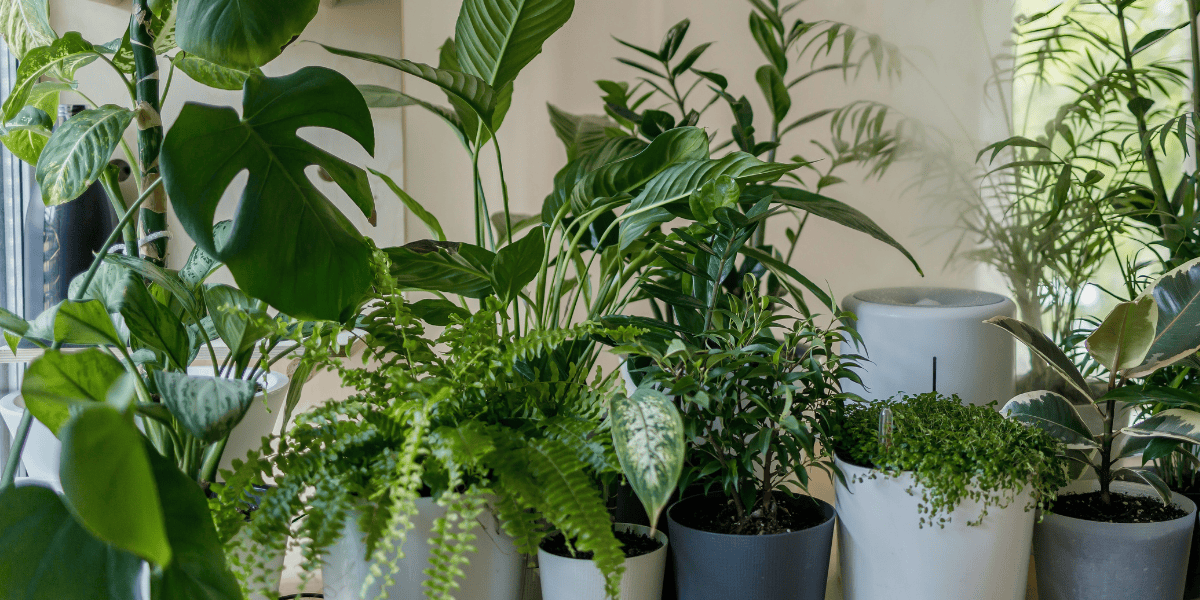 5 bathroom loving plants