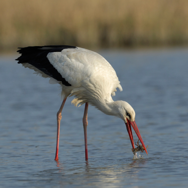 good news story: the return on white storks