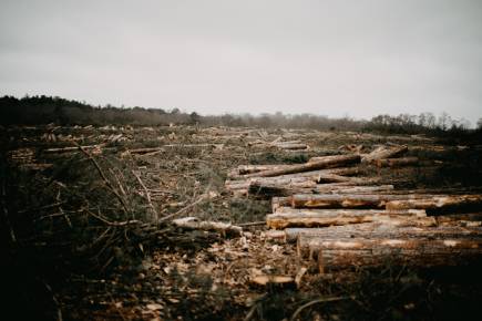 Deforestation Surging