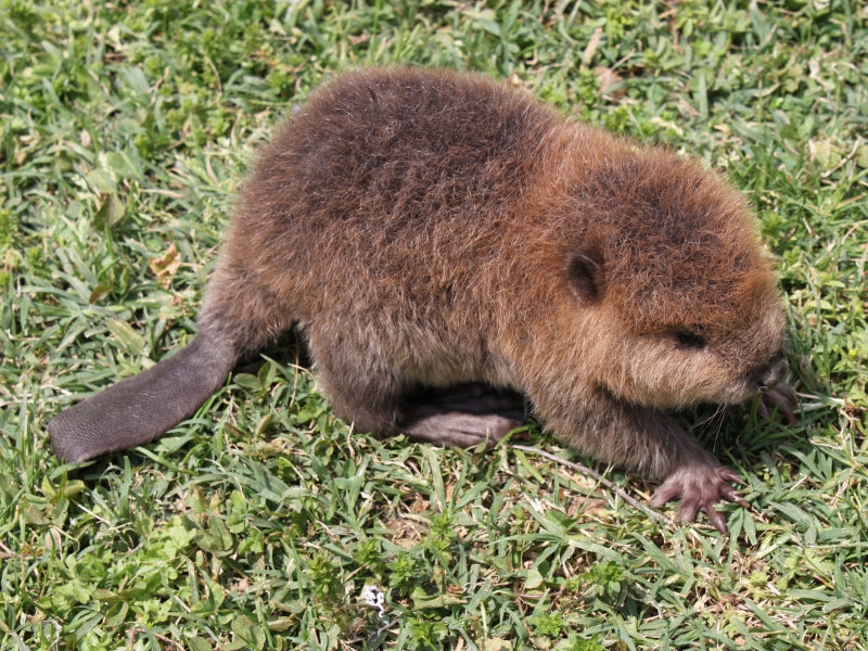 baby beaver born in Northumberland