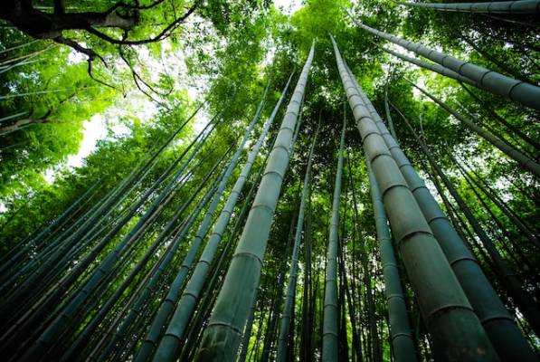 How fast does bamboo grow?