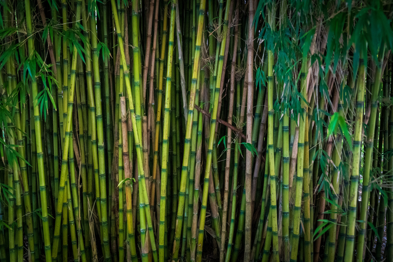 Is bamboo biodegradable?