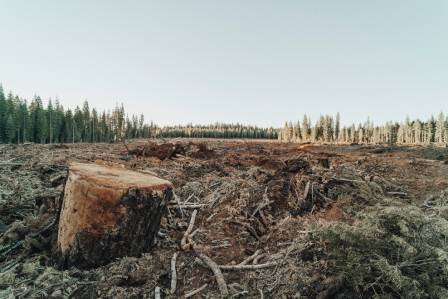 How many trees are cut down to make toilet paper?