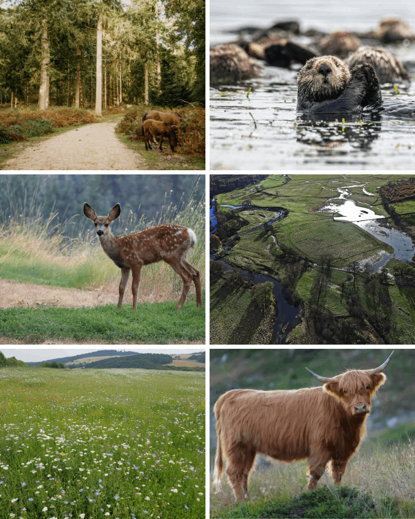 Collage of six images featuring nature scenes with animals and landscapes.
