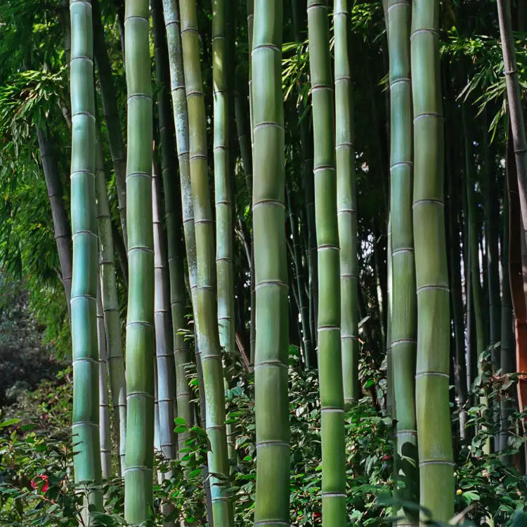 Nuestro termo bamboo está de - Café la Flor de Córdoba