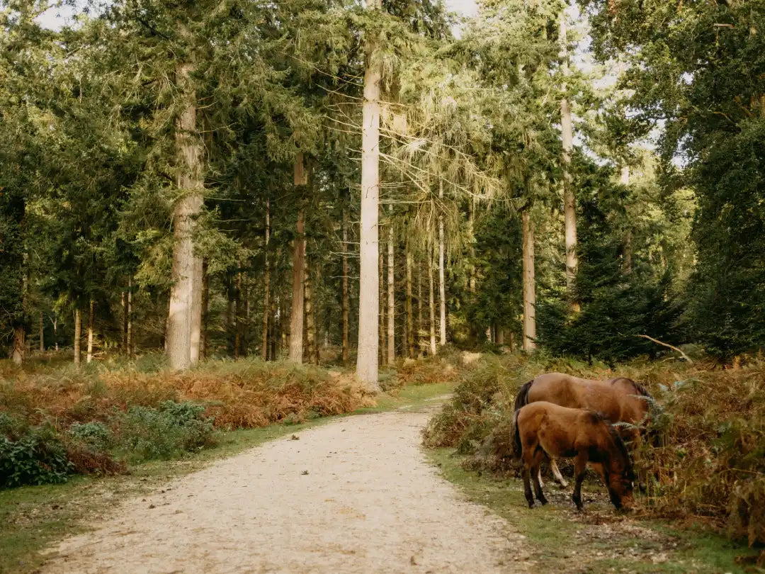 Two horses grazing on a path in a forest