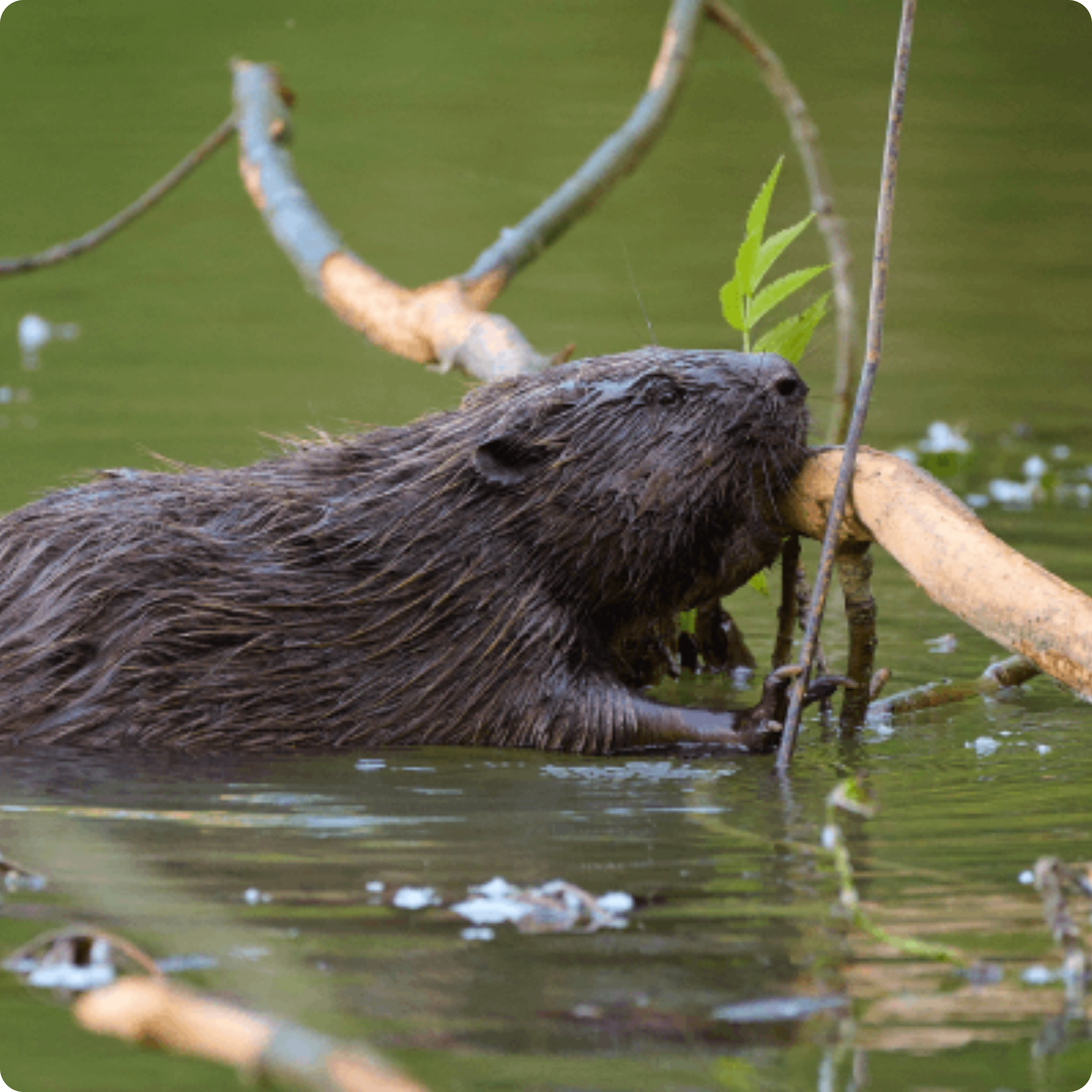 beaver making dam