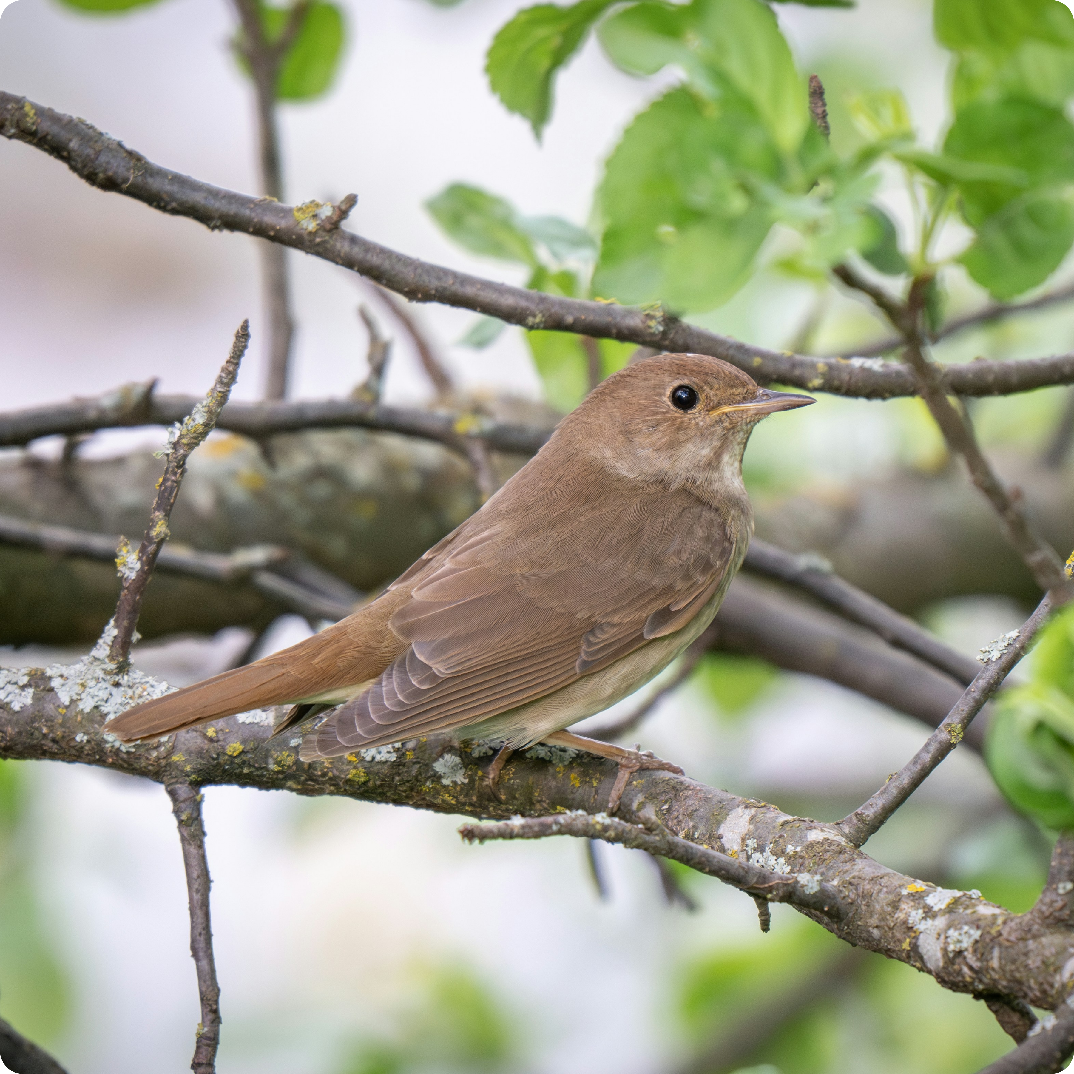 nightingale