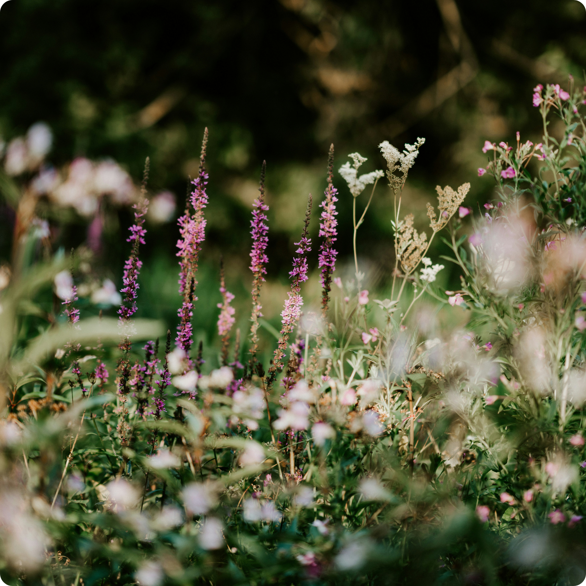wildflower meadow